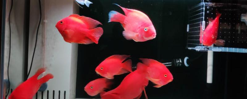 血鹦鹉水温多少合适