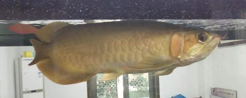 龙鱼不吃食怎么回事