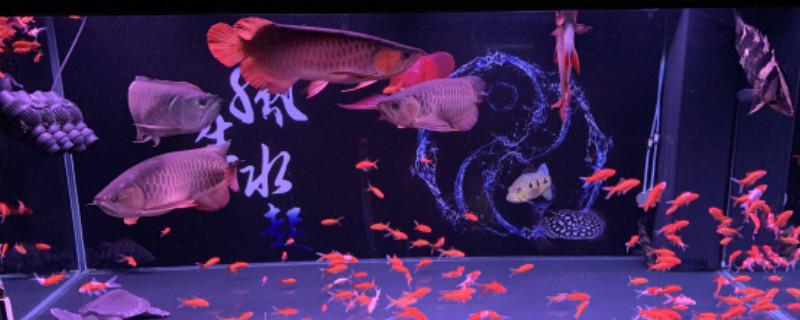 龙鱼立鳞会自愈吗