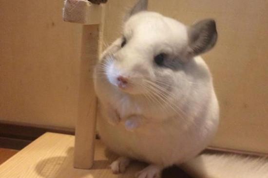 龙猫是宠物吗
