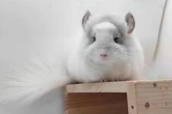 龙猫怕冷吗