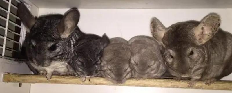 龙猫怕冷吗