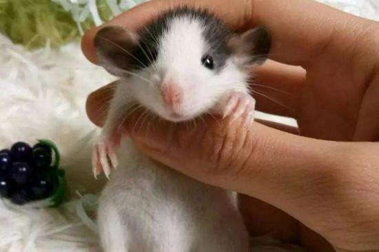 花枝鼠养一只会抑郁吗