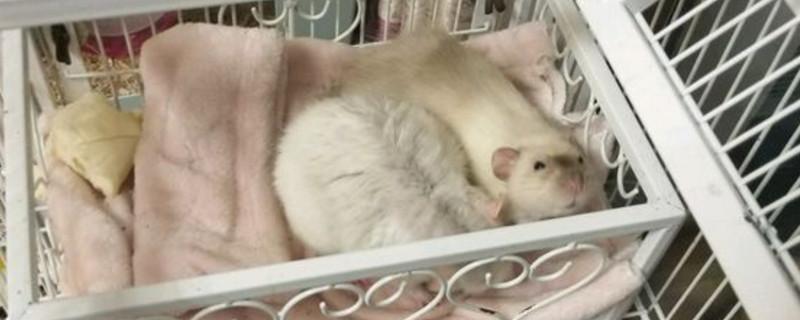 花枝鼠能和人一起睡吗