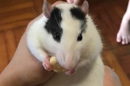 怎样让花枝鼠认主人