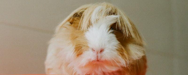荷兰猪亲近人吗