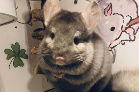 龙猫好养吗