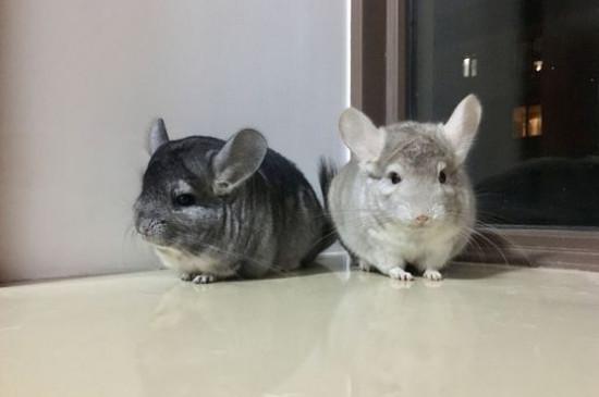 龙猫好养吗