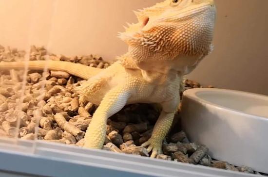 鬃狮蜥怎么养