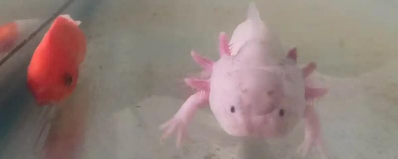 新手怎么养六角龙鱼