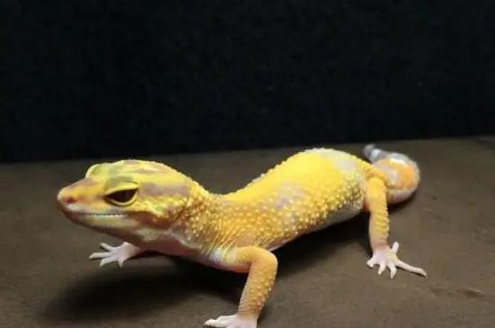 新手养守宫需要注意些什么