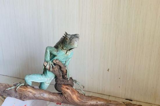 蓝鬣蜥为什么比绿鬣贵