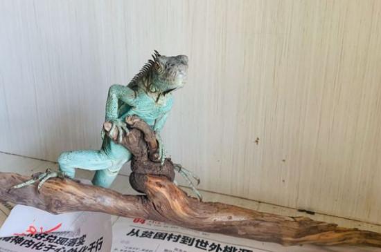 绿鬣蜥为什么生长缓慢